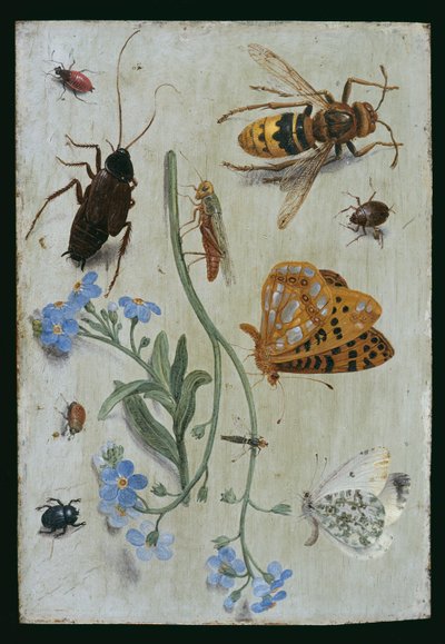 Insects by Jan van Kessel the Elder